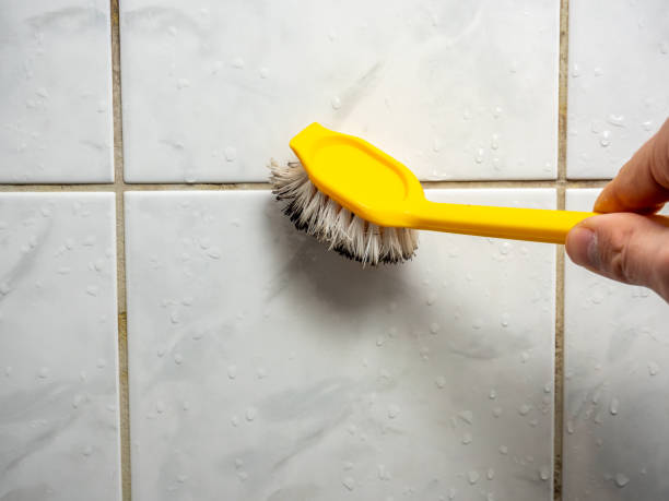 Best Residential Mold Remediation in Springerville, AZ